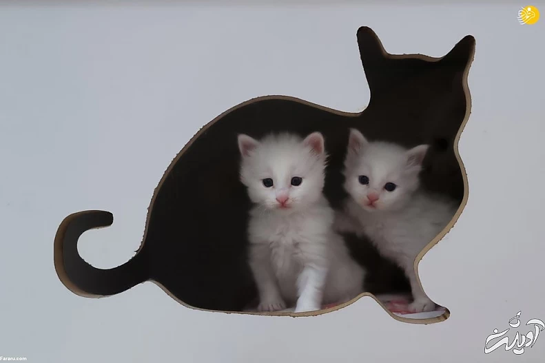 (تصاویر) ویژگیهای منحصربه فرد گربه وان